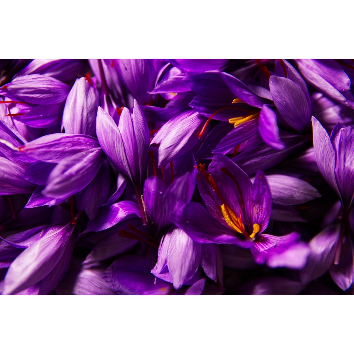 Ayurvedisches Hautelixier: Das Geheimnis der alten Meister für strahlende Haut
