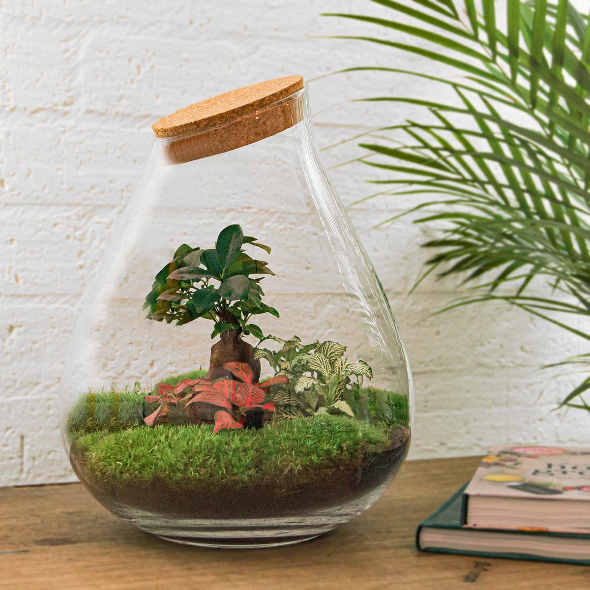Terrarium-Bausatz – Drop XL Ficus Ginseng Bonsai – Flaschengarten – ↑ 37 cm