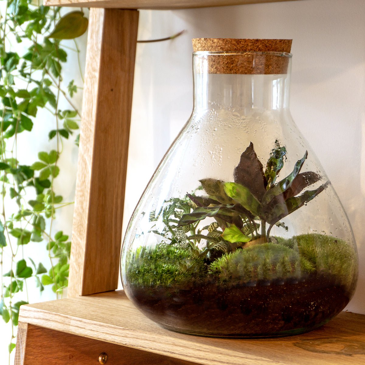 Terrarium-Bausatz – Sammie – Flaschengarten – ↑ 27 cm