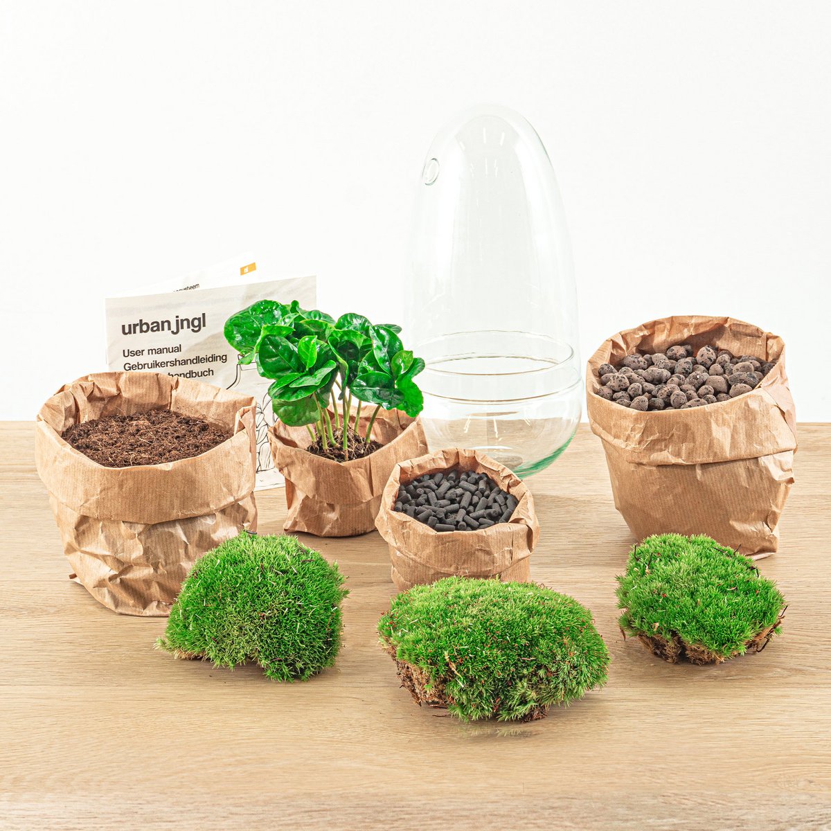 Terrarium-Bausatz – Ei Coffea Arabica – Flaschengarten – ↑ 25 cm