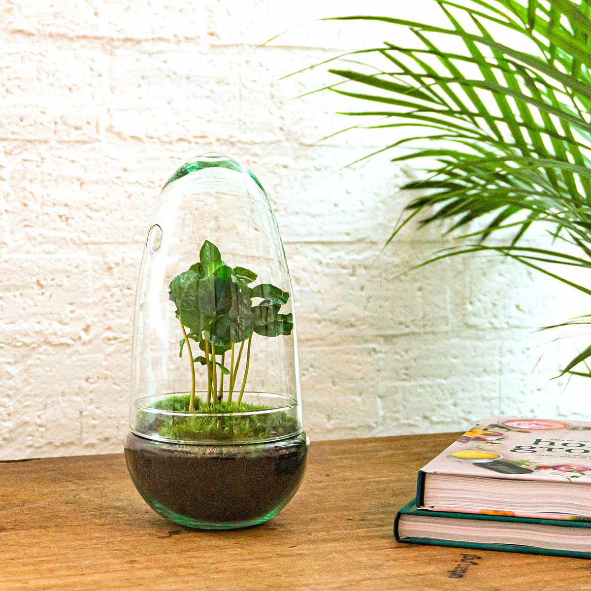 Terrarium-Bausatz – Ei Coffea Arabica – Flaschengarten – ↑ 25 cm