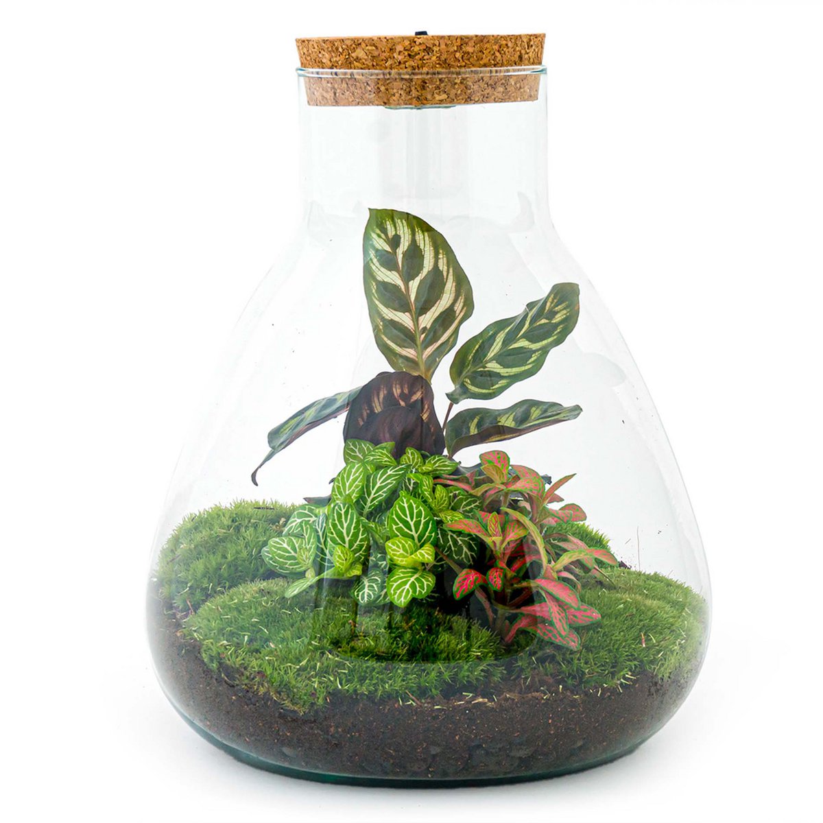 Terrarium-Bausatz – Sam Calathea mit Licht – Flaschengarten – ↑ 30 cm