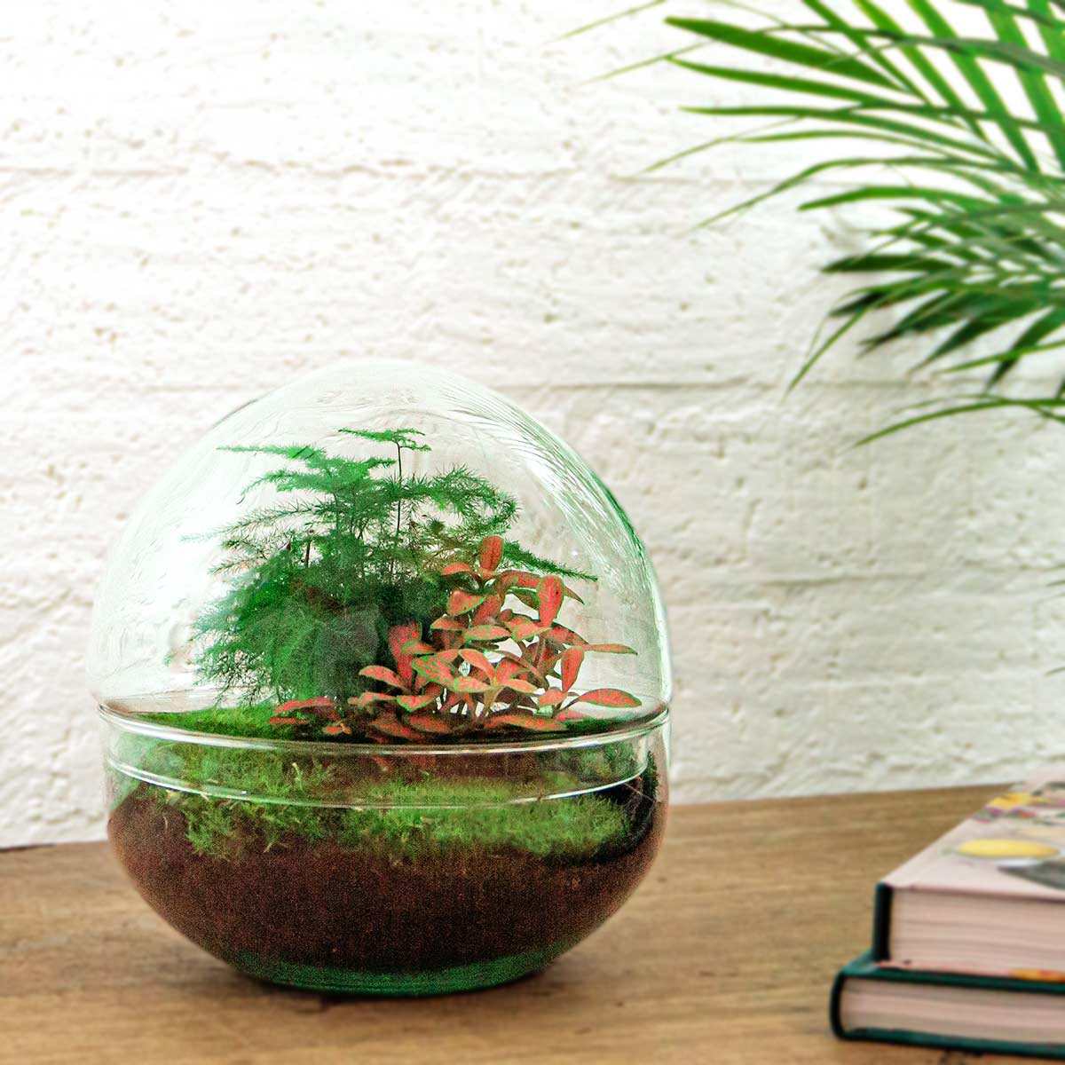 Terrarium-Bausatz – Kuppel Rot – Flaschengarten – ↑ 20 cm