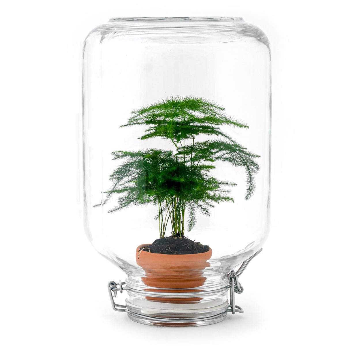 Easyplant - Ficus Ginseng Bonsai - DIY Terrarium-Kit - ↑ 28 cm