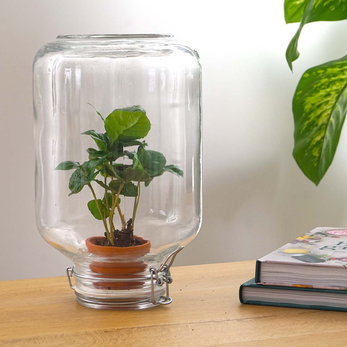 Easyplant - Ficus Ginseng Bonsai - DIY Terrarium-Kit - ↑ 28 cm