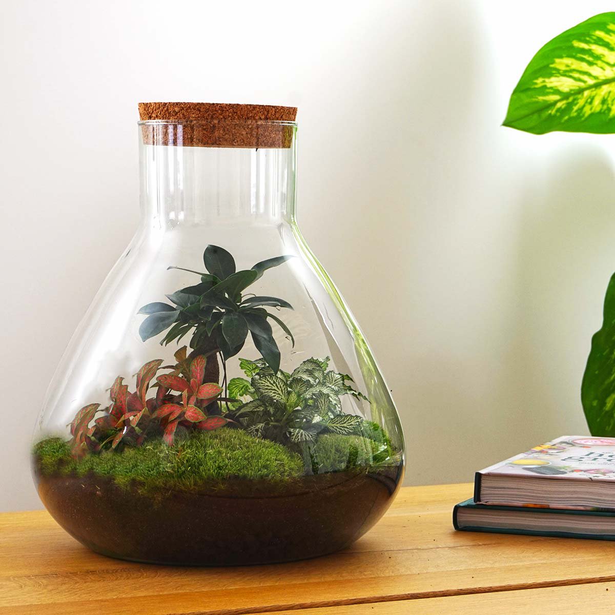Terrarium-Bausatz – Sam XL Bonsai – Flaschengarten – ↑ 35 cm