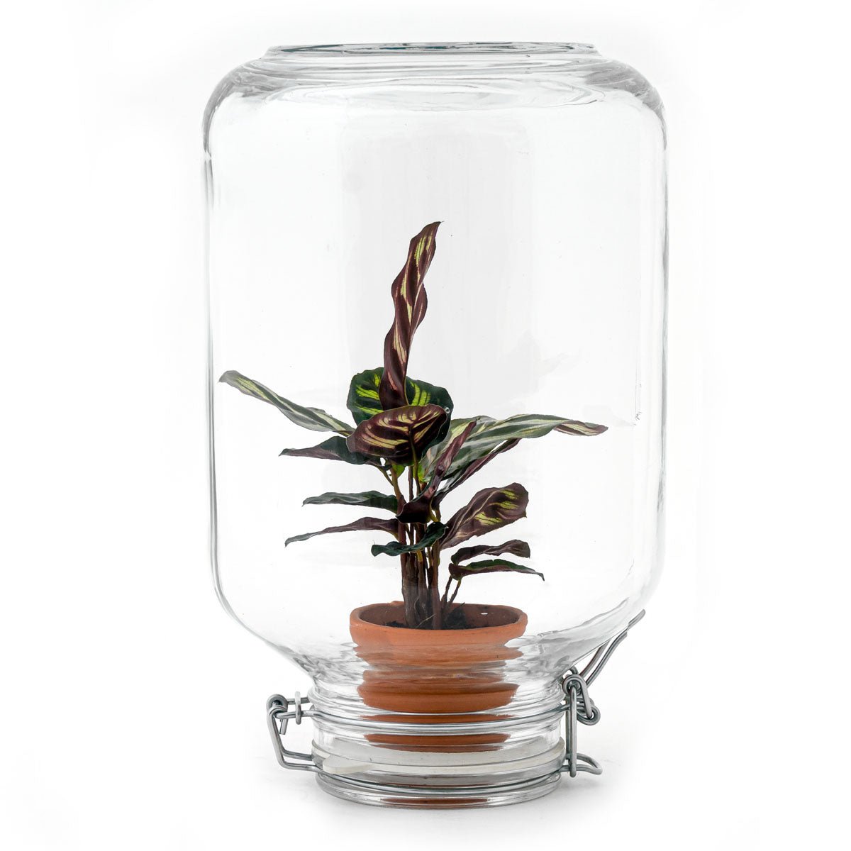 Easyplant - Ficus Ginseng Bonsai - DIY Terrarium-Kit - ↑ 28 cm