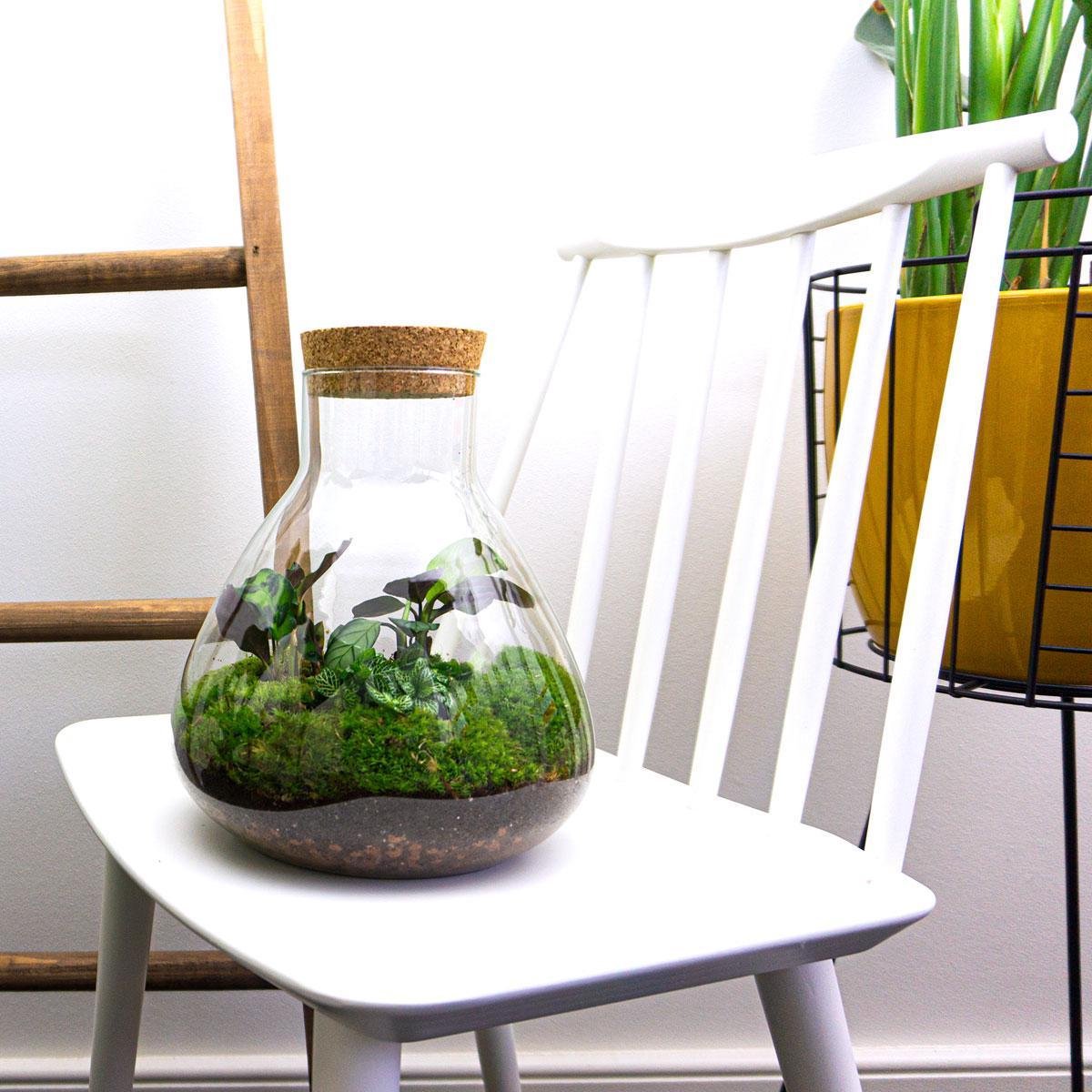 Terrarium-Bausatz – Sammie – Flaschengarten – ↑ 27 cm