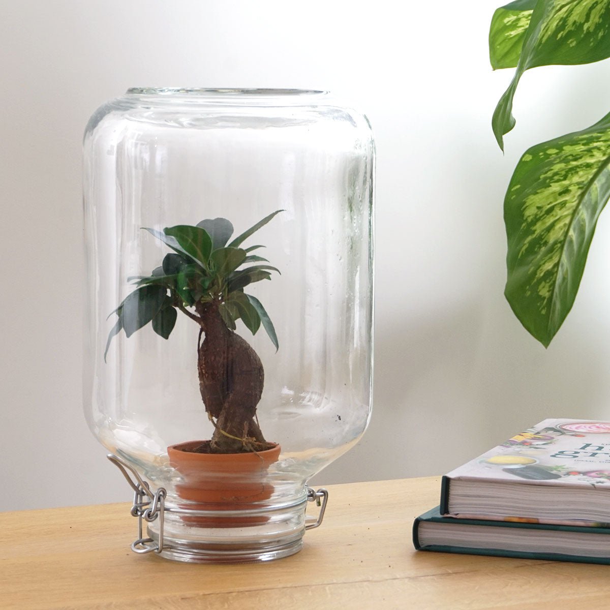 Easyplant - Ficus Ginseng Bonsai - DIY Terrarium-Kit - ↑ 28 cm