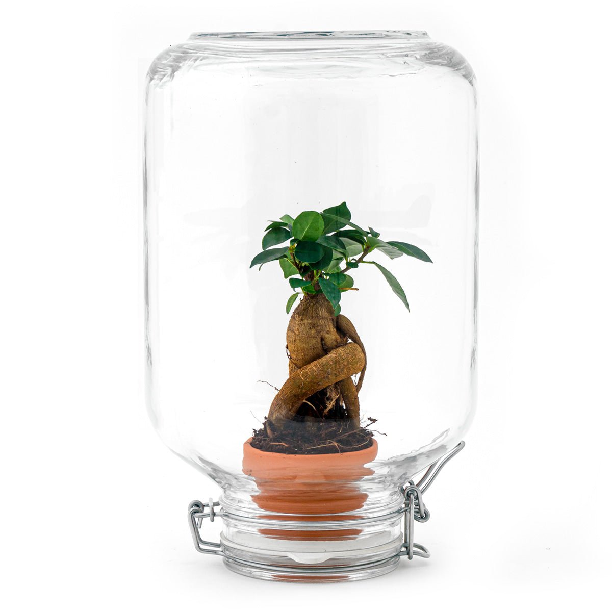 Easyplant - Ficus Ginseng Bonsai - DIY Terrarium-Kit - ↑ 28 cm