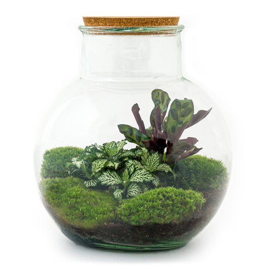 Terrarium-Bausatz – Teddy – Flaschengarten – ↑ 26,5 cm