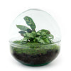 Terrarium-Bausatz – Kuppel – Flaschengarten – ↑ 20 cm