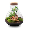 Terrarium-Bausatz – Sam XL Bonsai – Flaschengarten – ↑ 35 cm