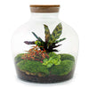 Terrarium-Bausatz – Fat Joe Red – Flaschengarten – ↑ 30 cm