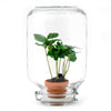 Easyplant - Coffea Arabica - DIY Terrarium-Kit - ↑ 28 cm