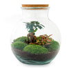 Terrarium-Bausatz – Teddy Bonsai – Flaschengarten – ↑ 26,5 cm