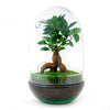 Terrarium DIY Kit - Ei XL Bonsai - Flaschengarten - ↑ 30 cm