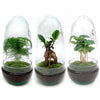 Terrarium-Bausatz – Eierbonsai – Flaschengarten – ↑ 25 cm