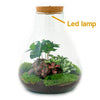 Terrarium-Bausatz – Sam Coffea mit Licht – Flaschengarten – ↑ 30 cm