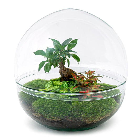 Terrarium DIY Kit - Dome XL Ficus Ginseng Bonsai - Flaschengarten - ↑ 30 cm