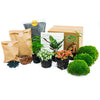 Pflanzenterrarienpaket – Bonsai 5 – Calathea Lancifolia – Bonsai – Spargel – Rote und weiße Fittonia – 5 Terrarienpflanzen – Nachfüll- und Starterpaket – DIY-Terrarium-Set