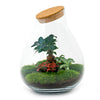 Ökosystempflanze - Drop XXL Bonsai - Pflanzenterrarium - ↑ 43 cm