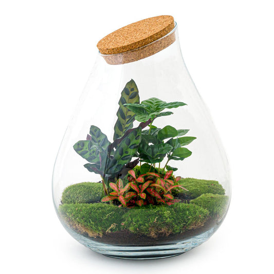 Ökosystempflanze - Drop XL Red - Pflanzenterrarium - ↑ 37 cm
