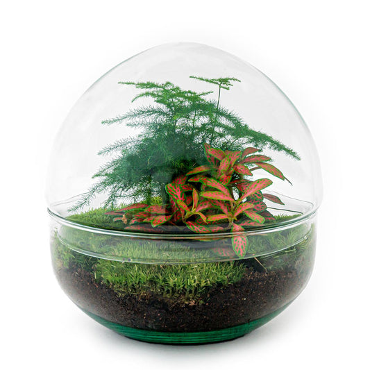 Terrarium-Bausatz – Kuppel Rot – Flaschengarten – ↑ 20 cm