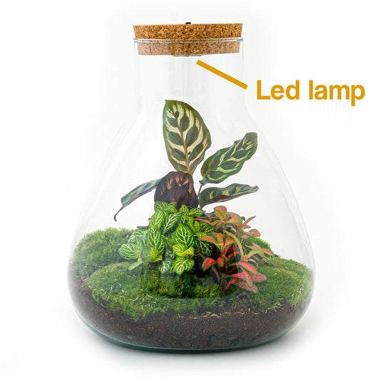 Terrarium-Bausatz – Sam Calathea mit Licht – Flaschengarten – ↑ 30 cm