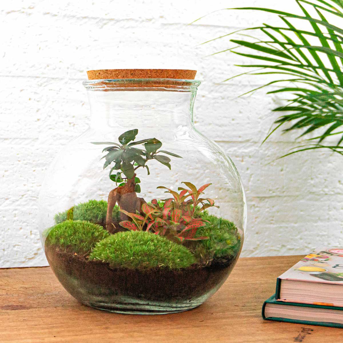 Terrarium-Bausatz – Teddy Bonsai – Flaschengarten – ↑ 26,5 cm