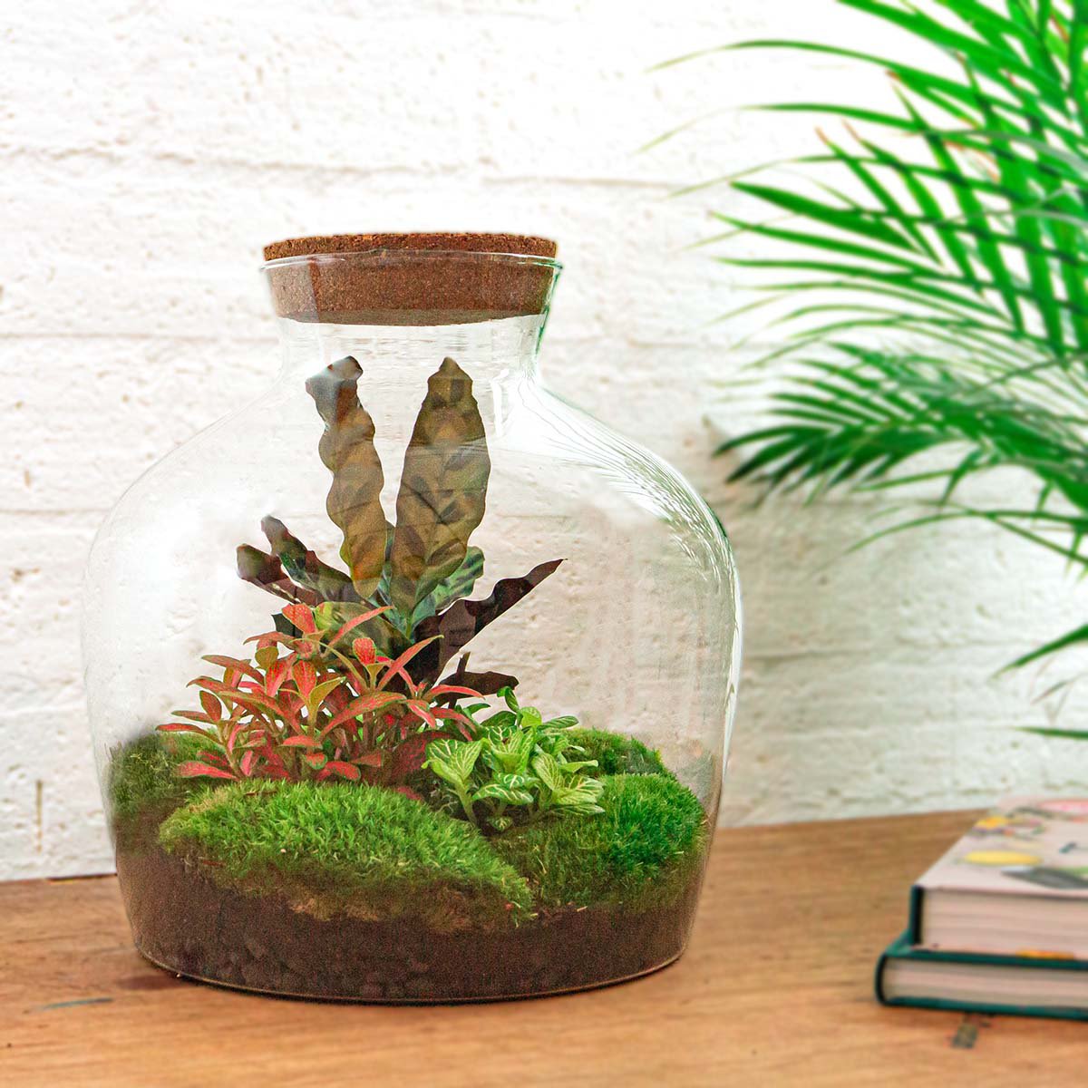 Terrarium-Bausatz – Fat Joe Red – Flaschengarten – ↑ 30 cm