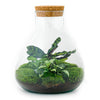 Terrarium-Bausatz – Sammie – Flaschengarten – ↑ 27 cm