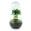 Terrarium-Bausatz – Ei Coffea Arabica – Flaschengarten – ↑ 25 cm